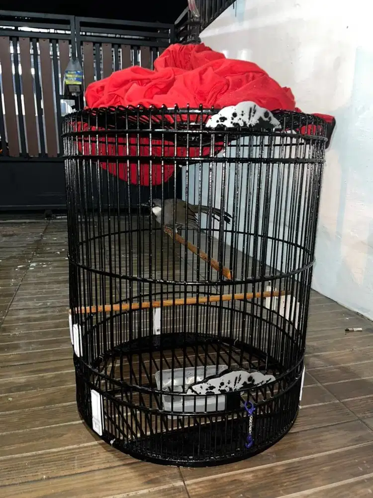 Kandang burung poksay hongkong