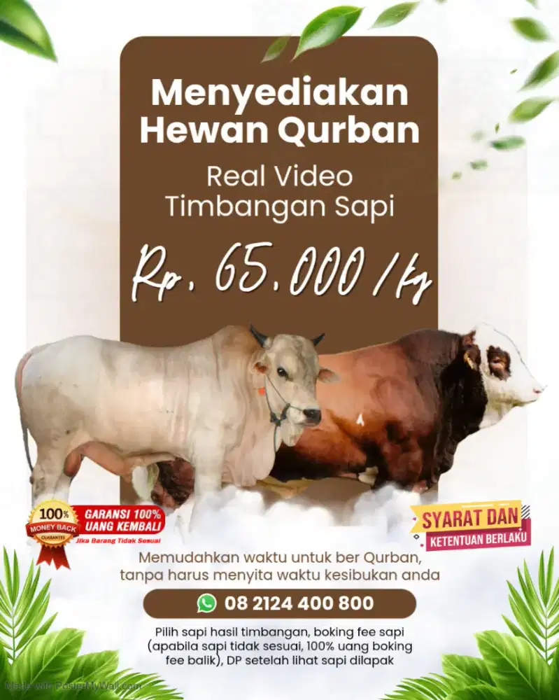 Hewan Qurban Sapi