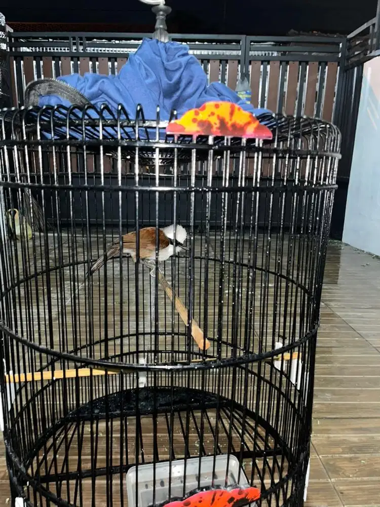 Kandang burung poksay thailand