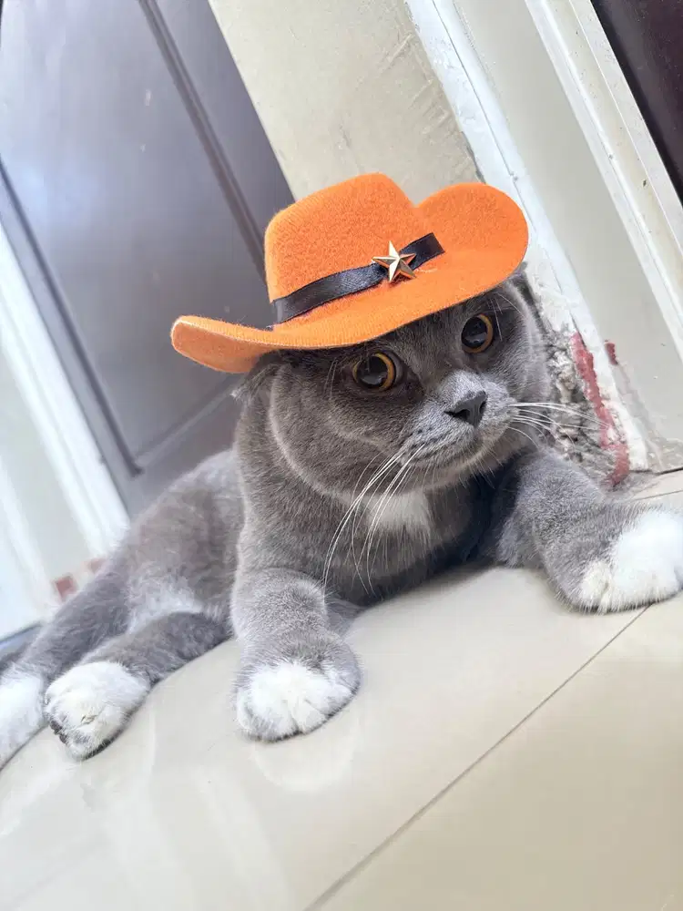 Jasa Pacak BSH Bicolor Blue