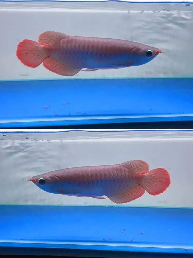 Arwana Super Red 27cm Spek Bagus