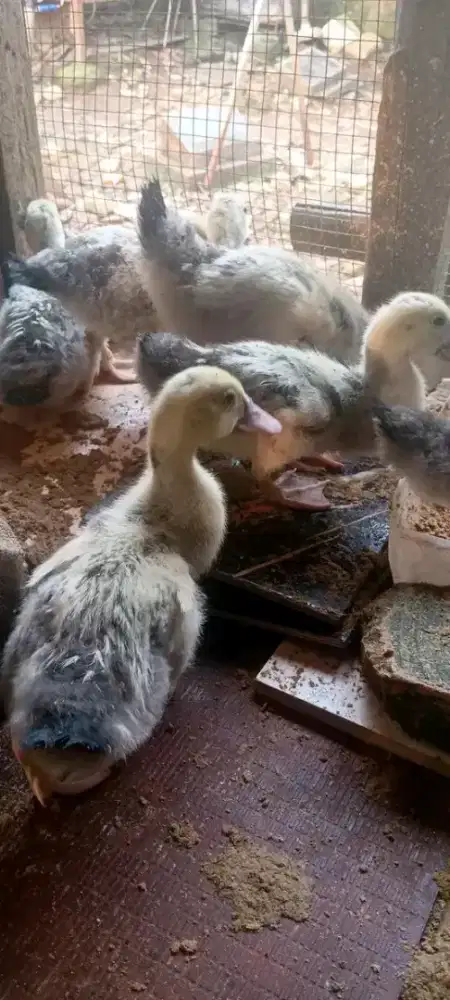 Jual anakan entok jaligon