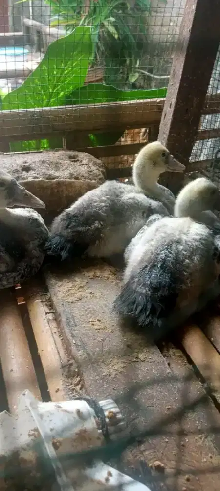 Jual anakan entok jaligon