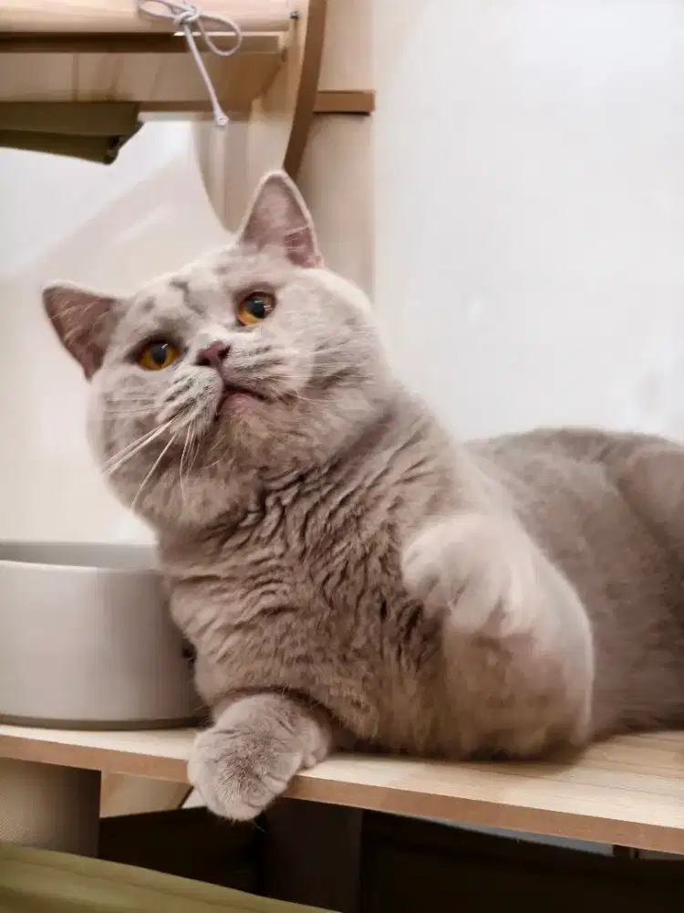 Kucing BSH Jantan Ped ICA Lilac Solid