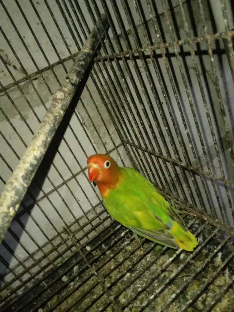 LOVEBIRD BALIBU USIA 50 HARI