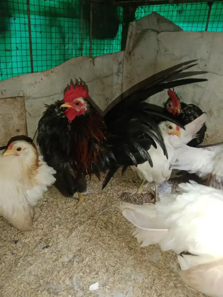 Ayam serama ori