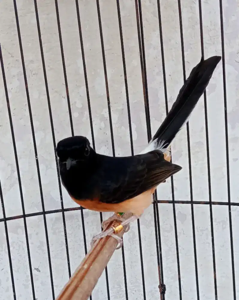 Murai betina usia mapan double ring