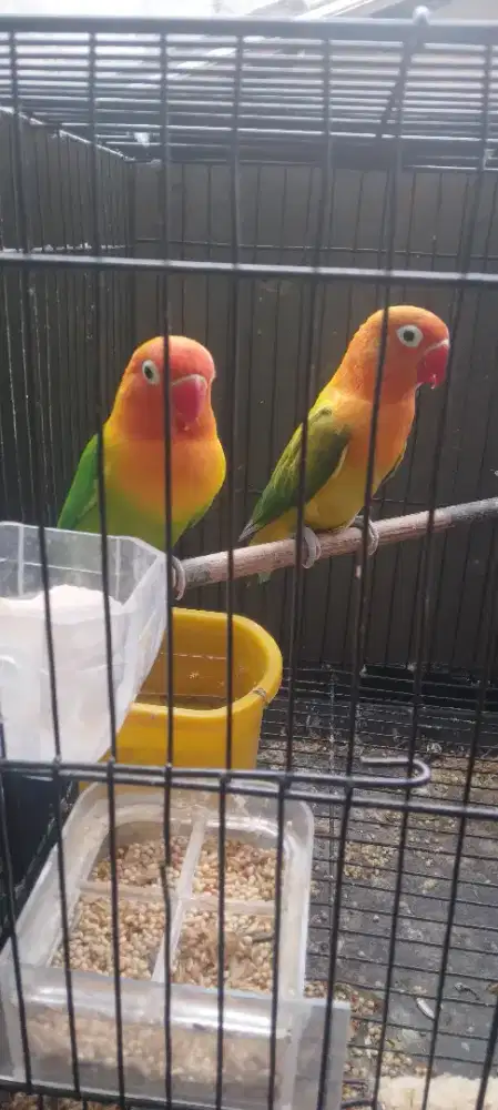 Sepasang burung lovebird