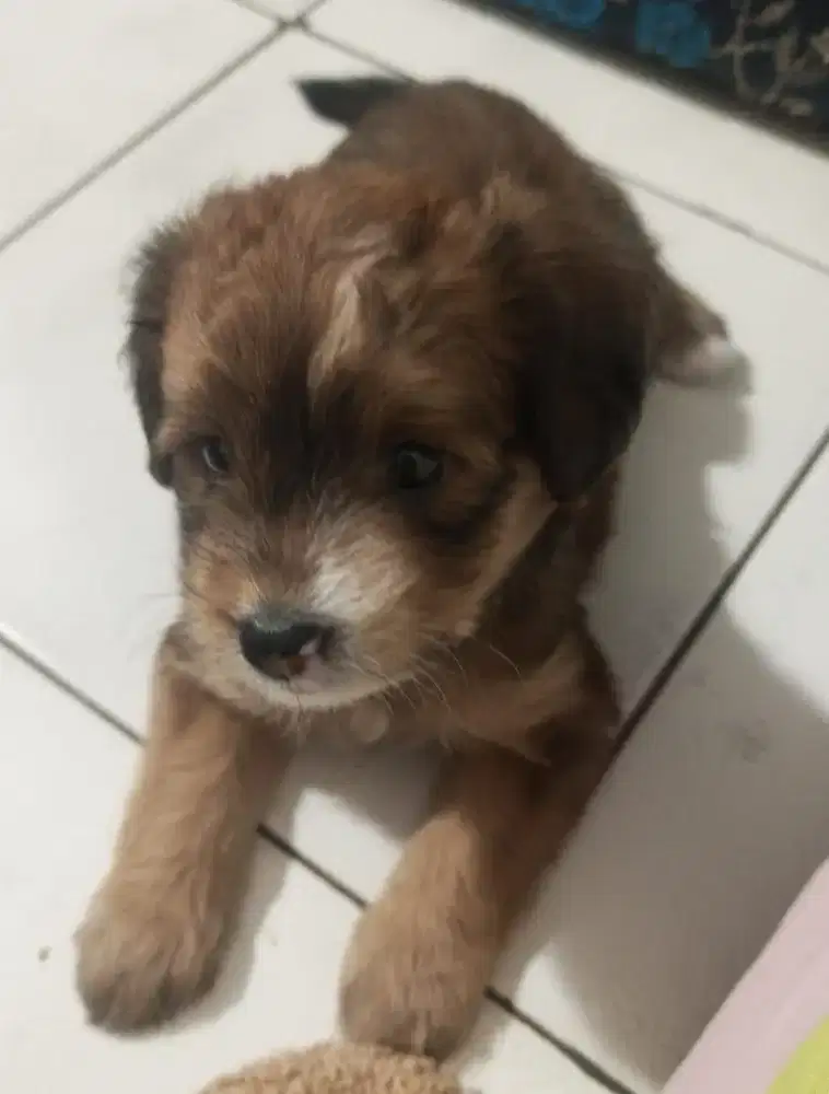 Puppy betina 2 bulan