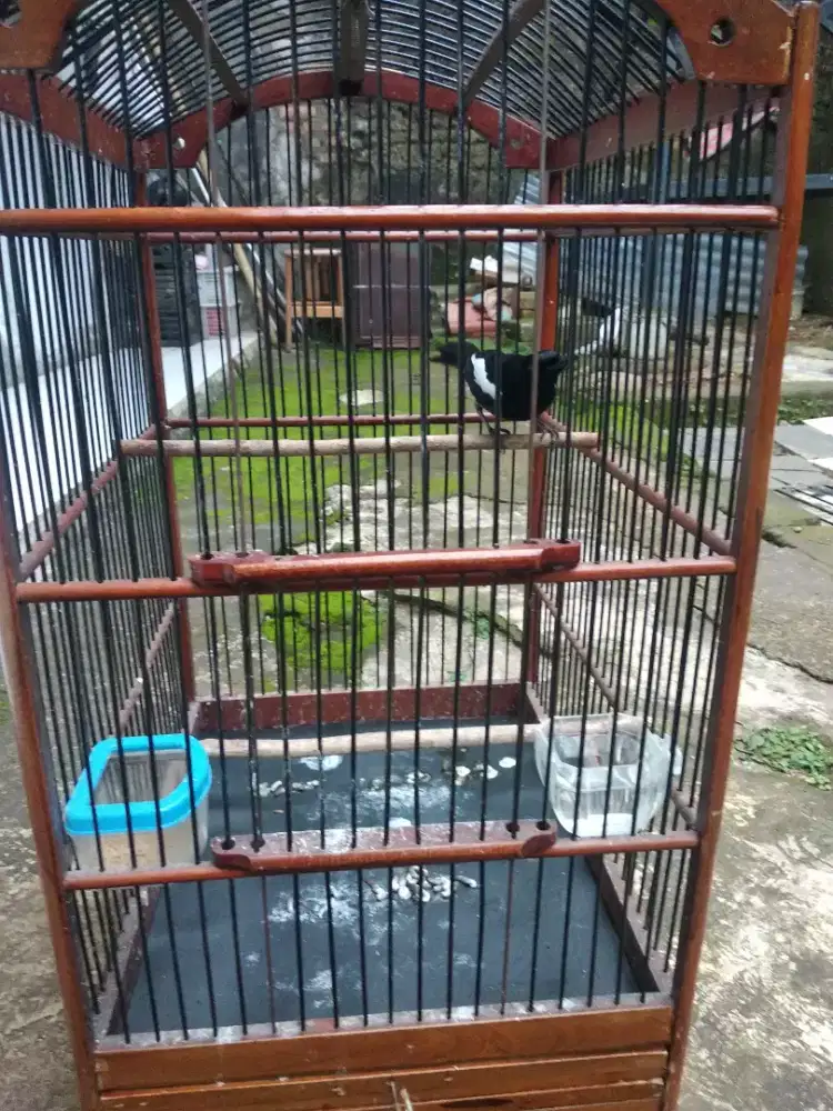 Kacer perbatasan jateng & jatim