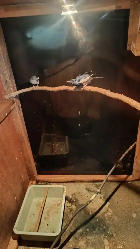 Burung kacer pasangan