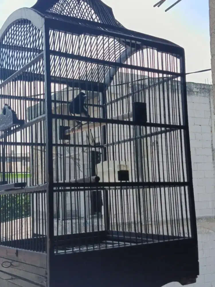 Kacer mapan harian plong