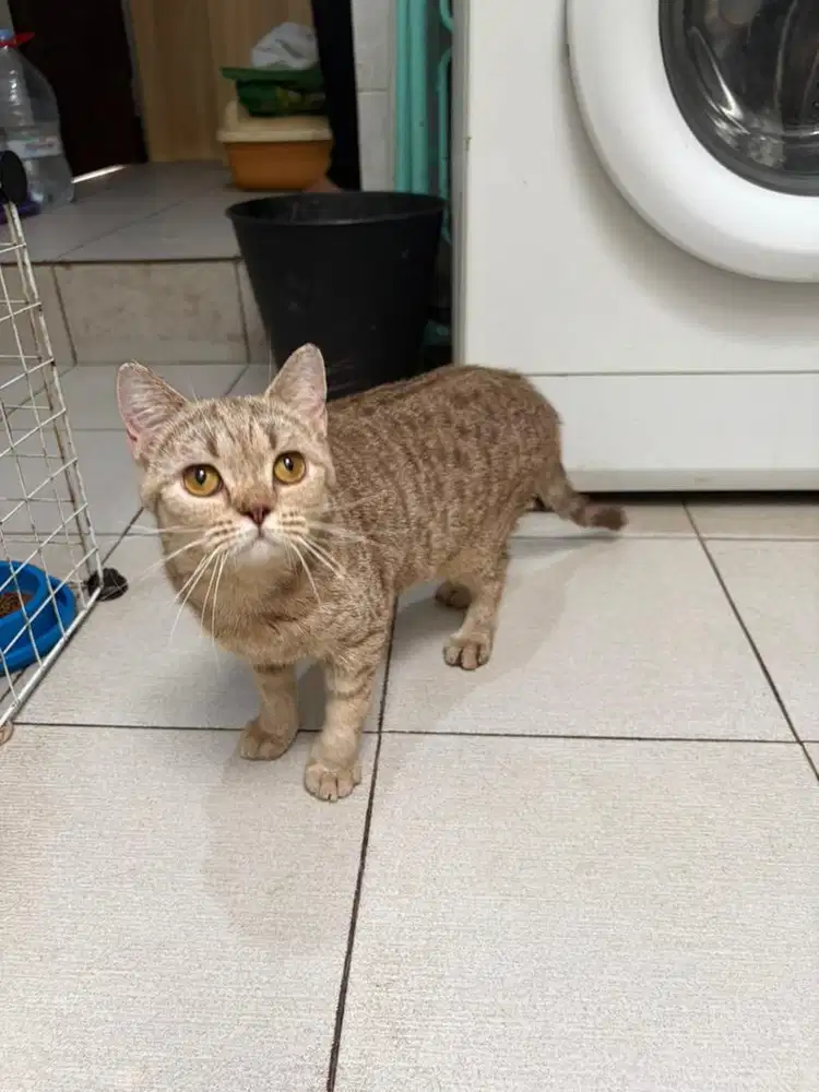 BSH British Short Hair Golden Black Betina Murah