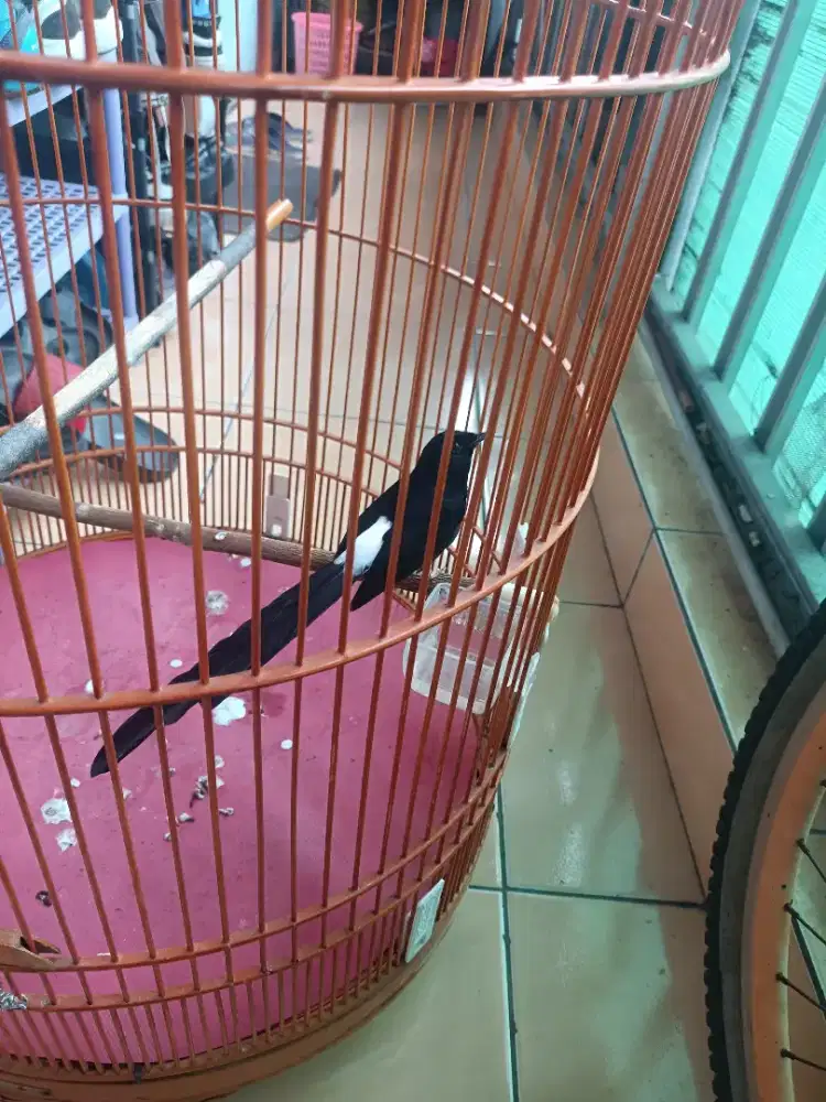 Di jual burung murai ekor 19