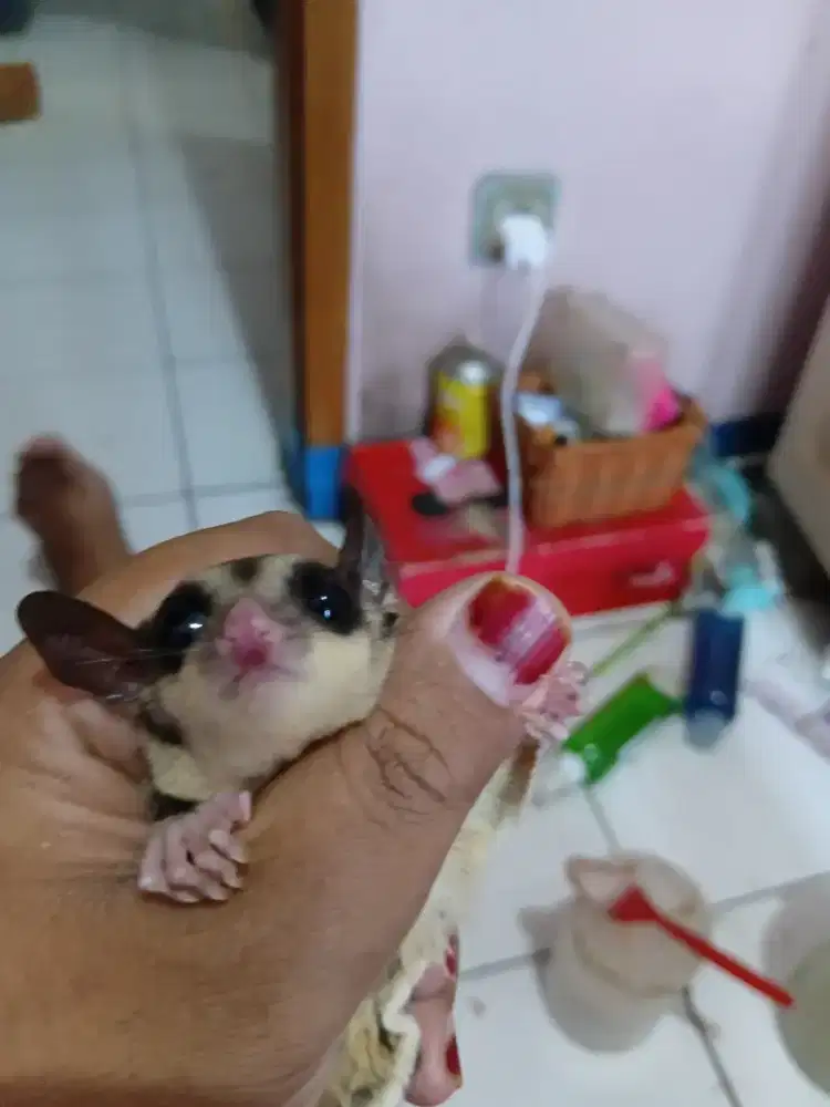 Dijual hari ini anakan sugar glider jantan bisa cod