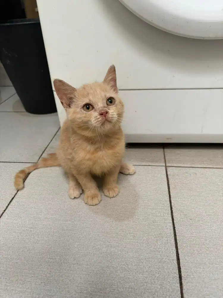 BSH British Short Hair Red Solid Oren Jantan