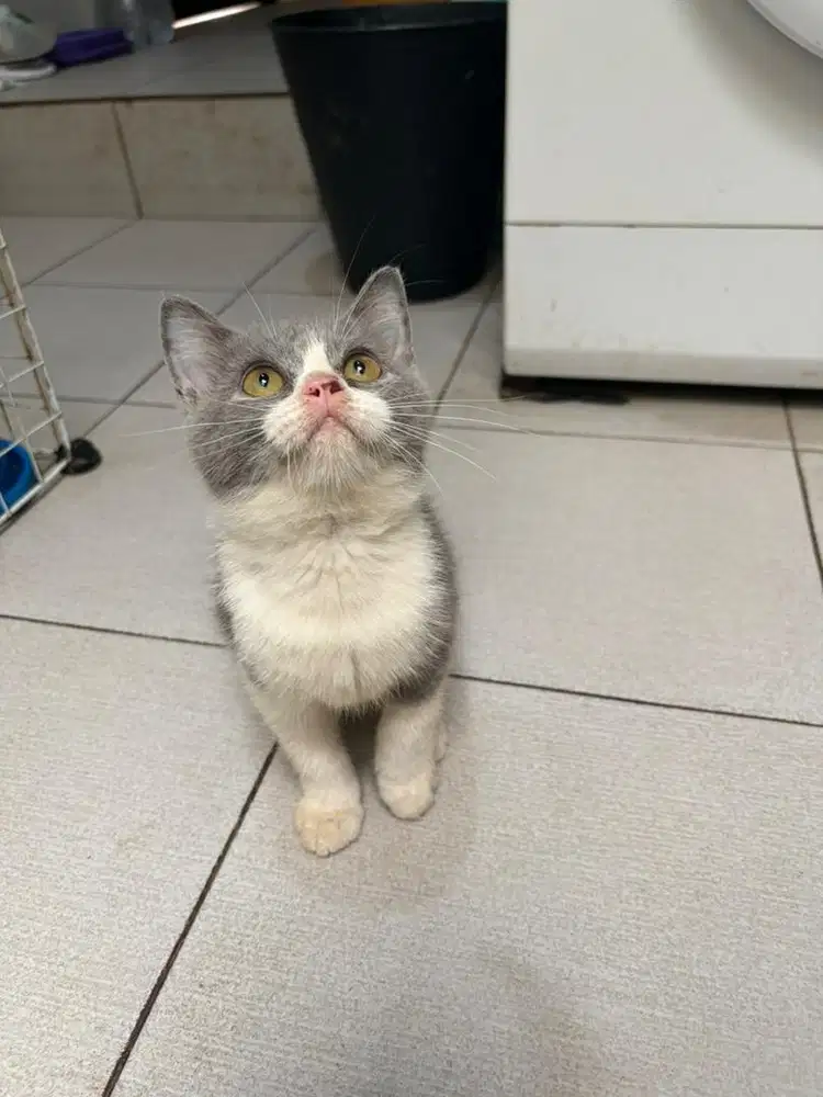 BSH British Short Hair Bicolour Blue & White