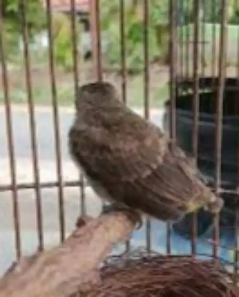 anakan burung trucuk anak tunggal,saya tidak tau entah JANTAN / BETINA