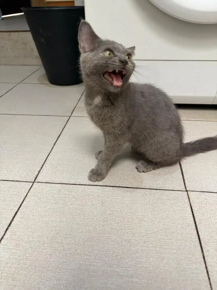 BSH British Short Hair Blue Tortie