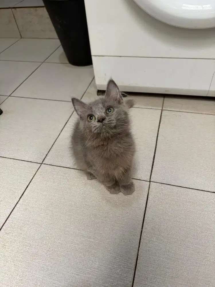 Persian Blue Solid Jantan