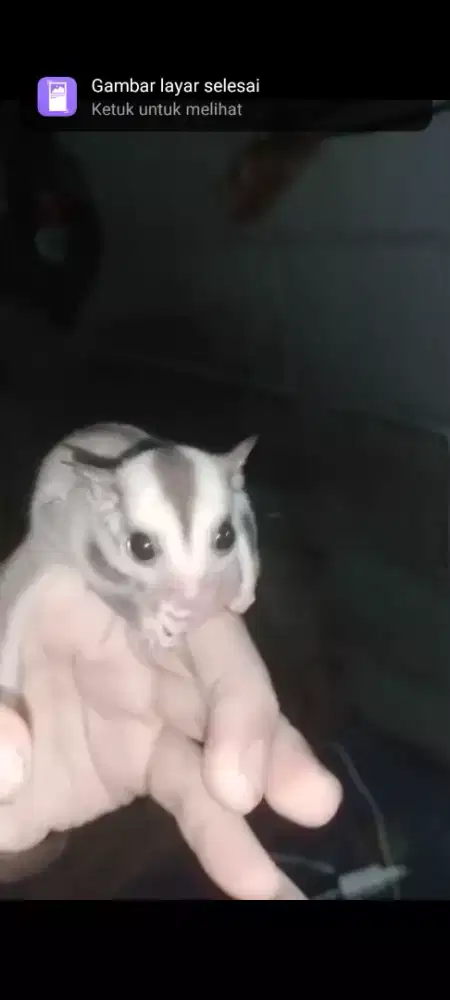 Sugar Glider Caramel