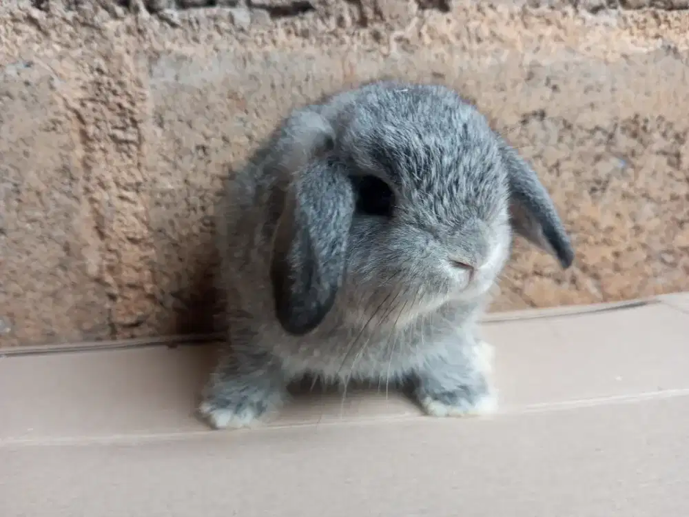 Anakan Holland Lop