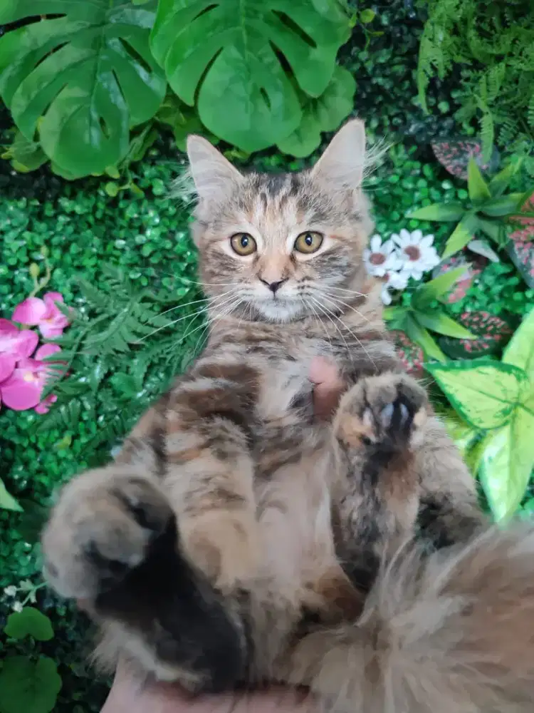 Kucing Persian medium betina usia 5bulan