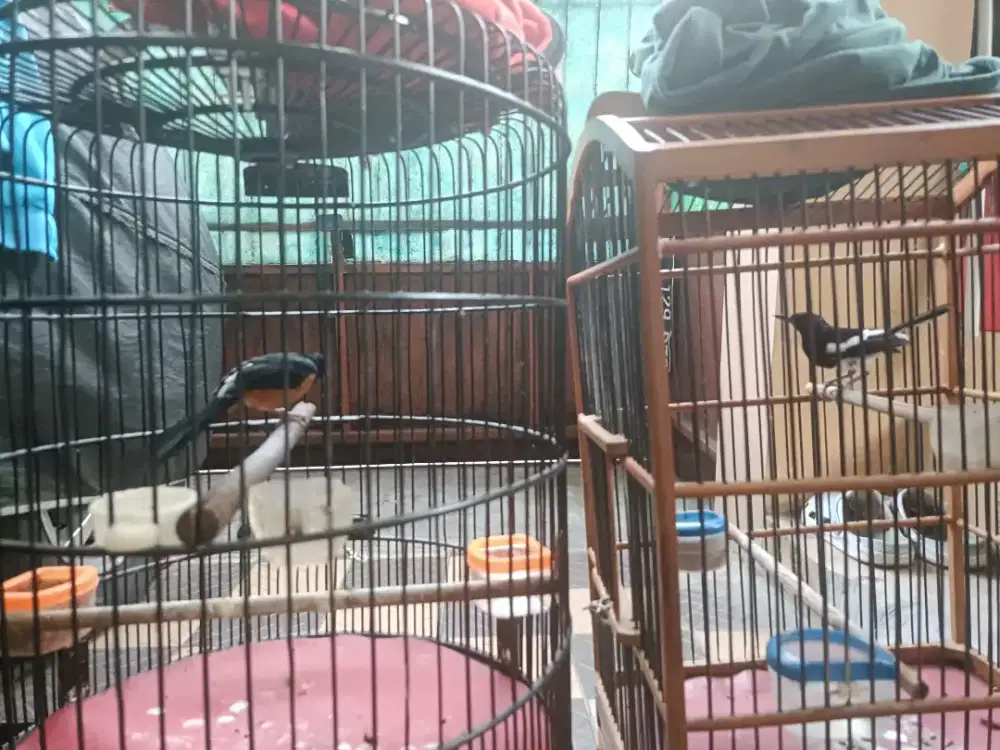 Burung murai batu& Kacer(include kadang)