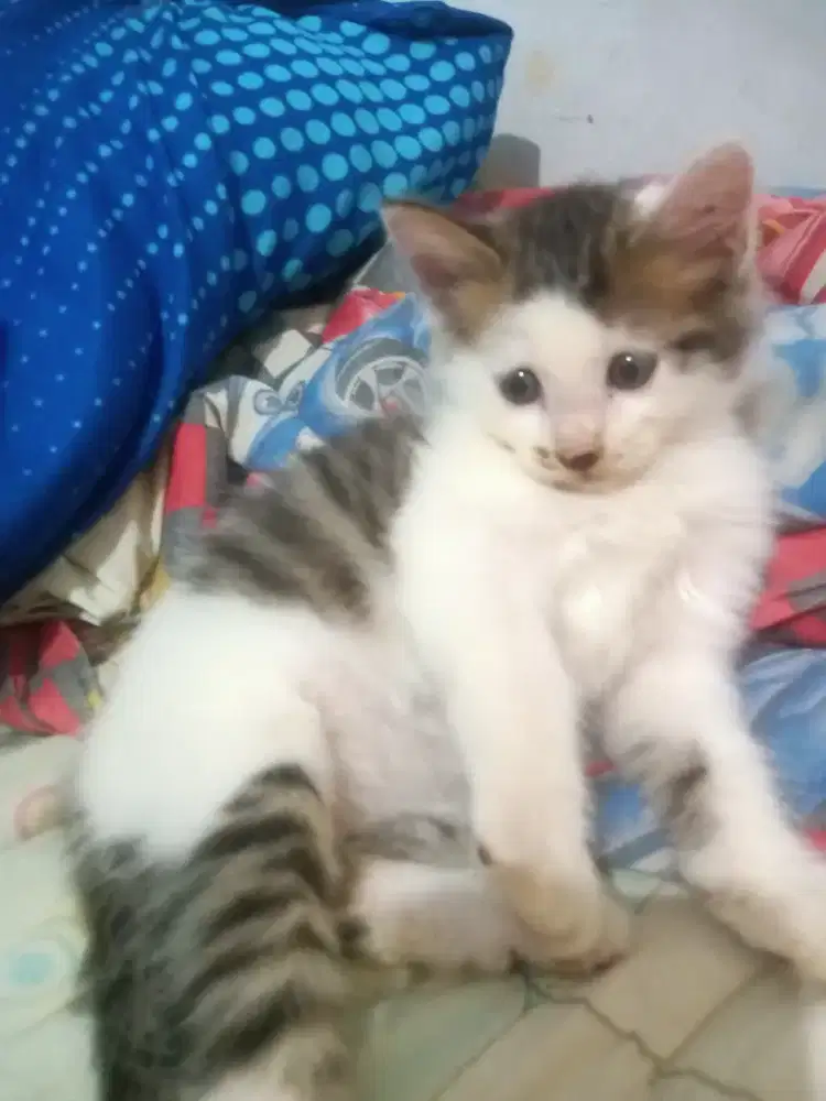 Kuncing Persia Himalaya Mix