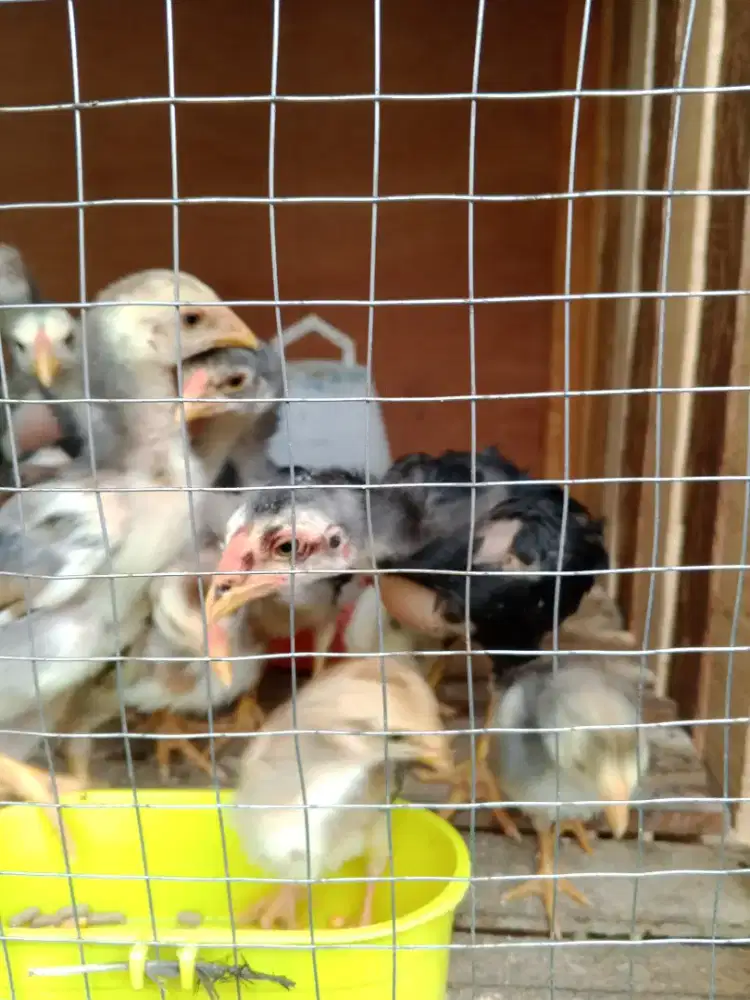 Jual anak ayam ekor lidi ori