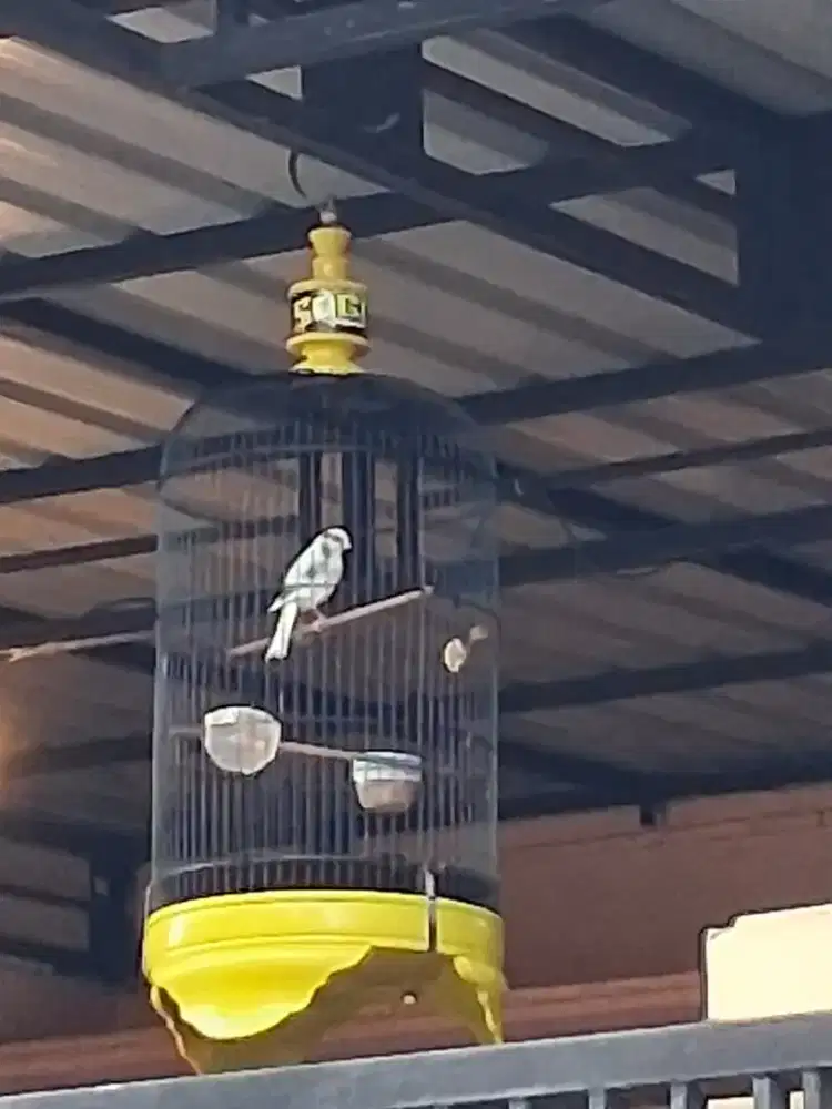 Jual cepat 3 burung bunyi semua full aet