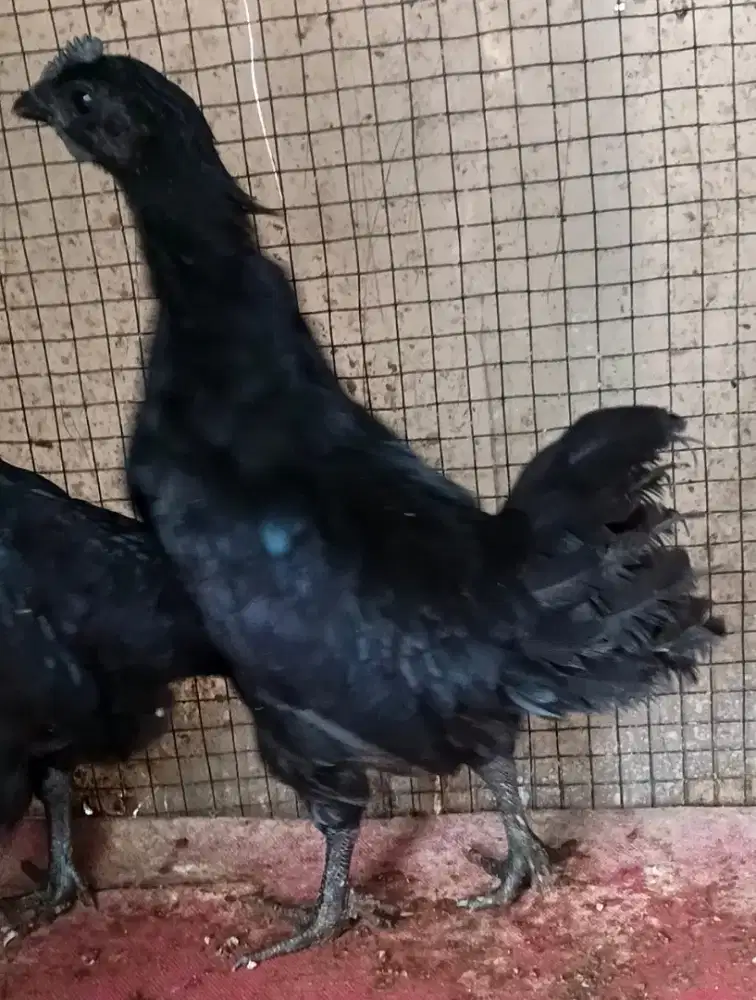 Ayam Cemani Hitam Unik