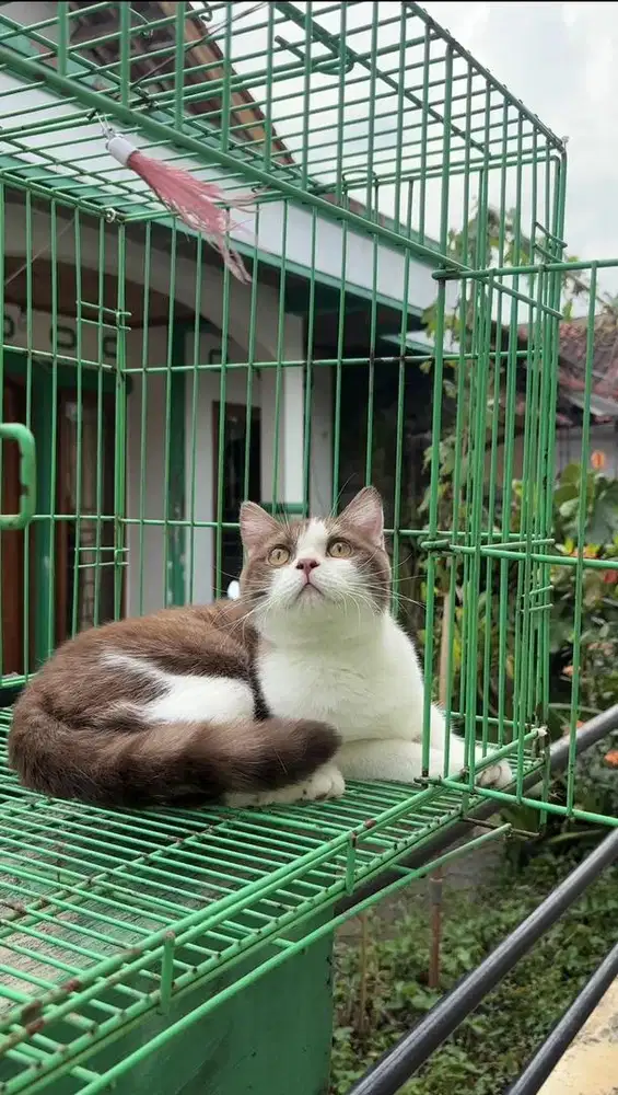 British Shorthair Cinnamon (BSH)