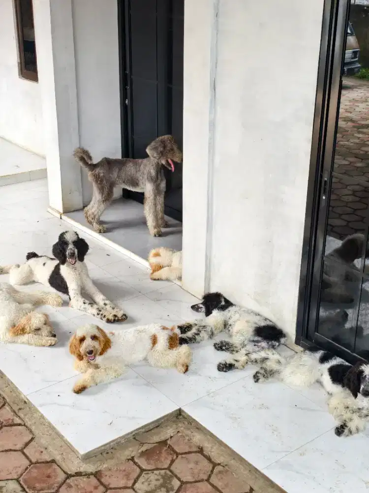 Giant poolde ada jantan dan betina