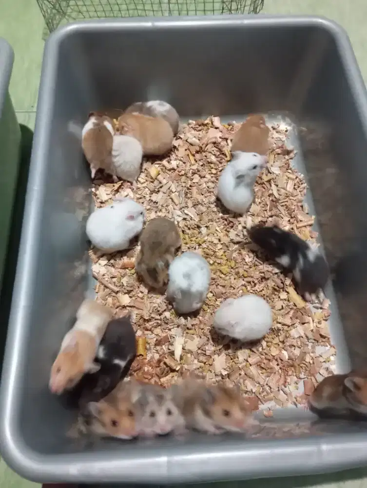 Hamster sirian     .