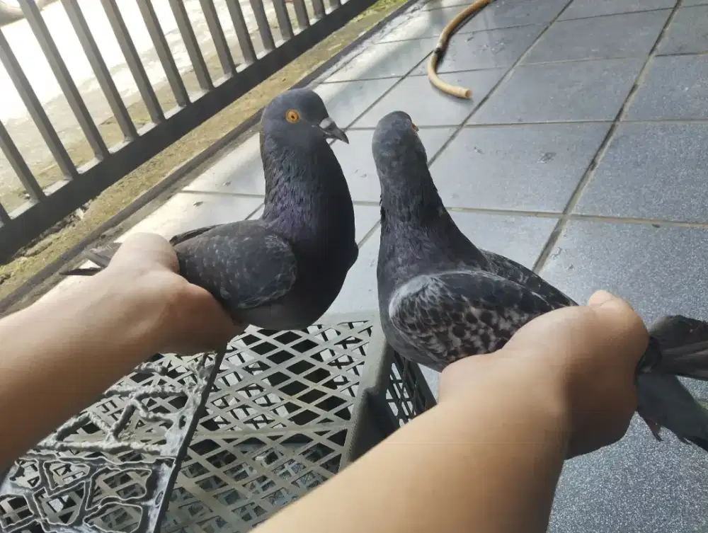 BISMILLAH JUAL CEPAT BURUNG MERPATI