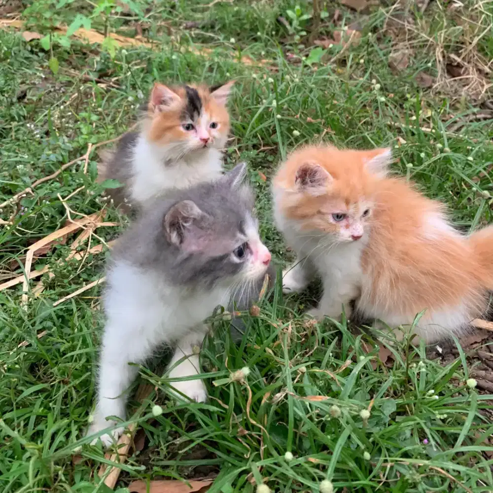 Kitten Persia Calico Longhair