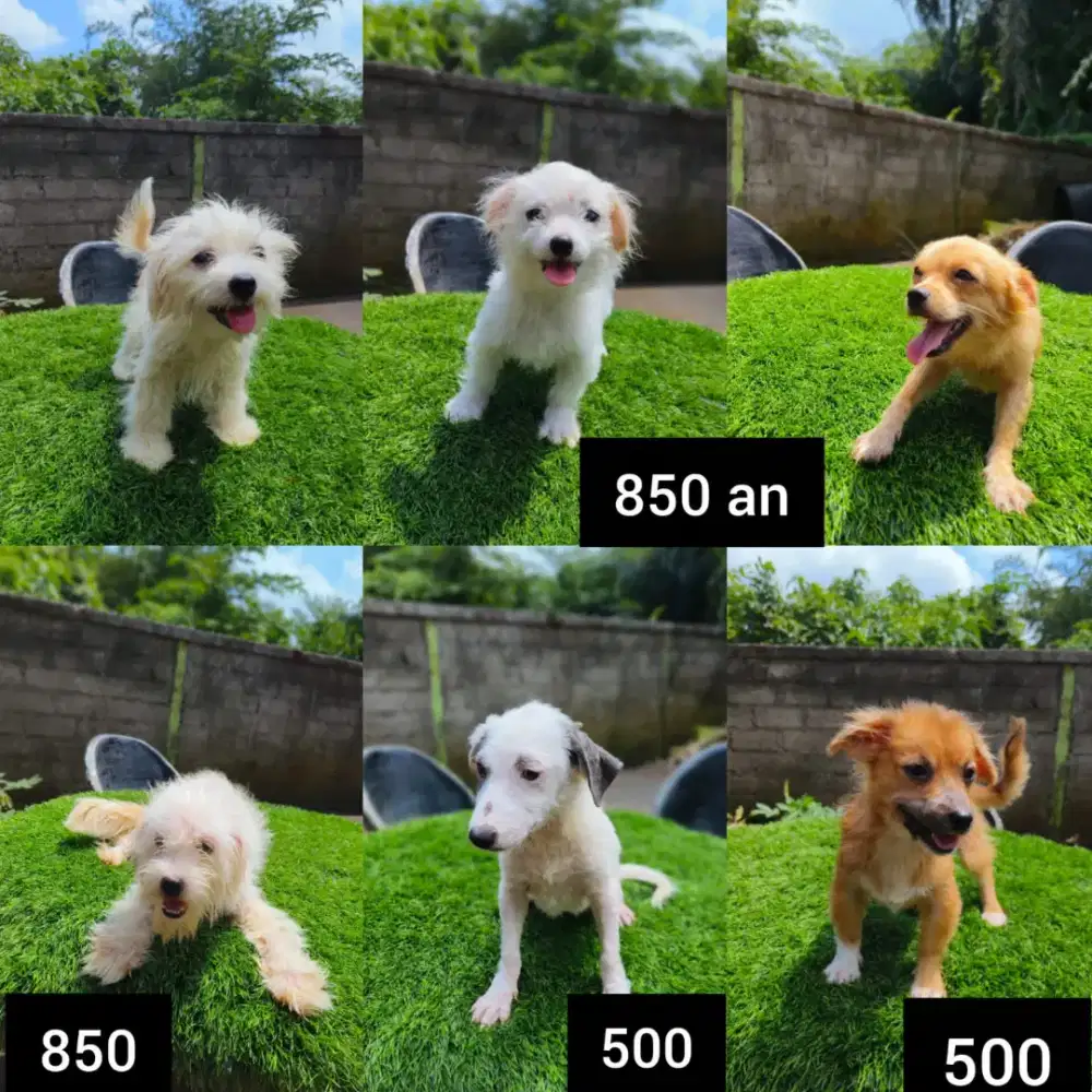 Maltise pom dan Pomix