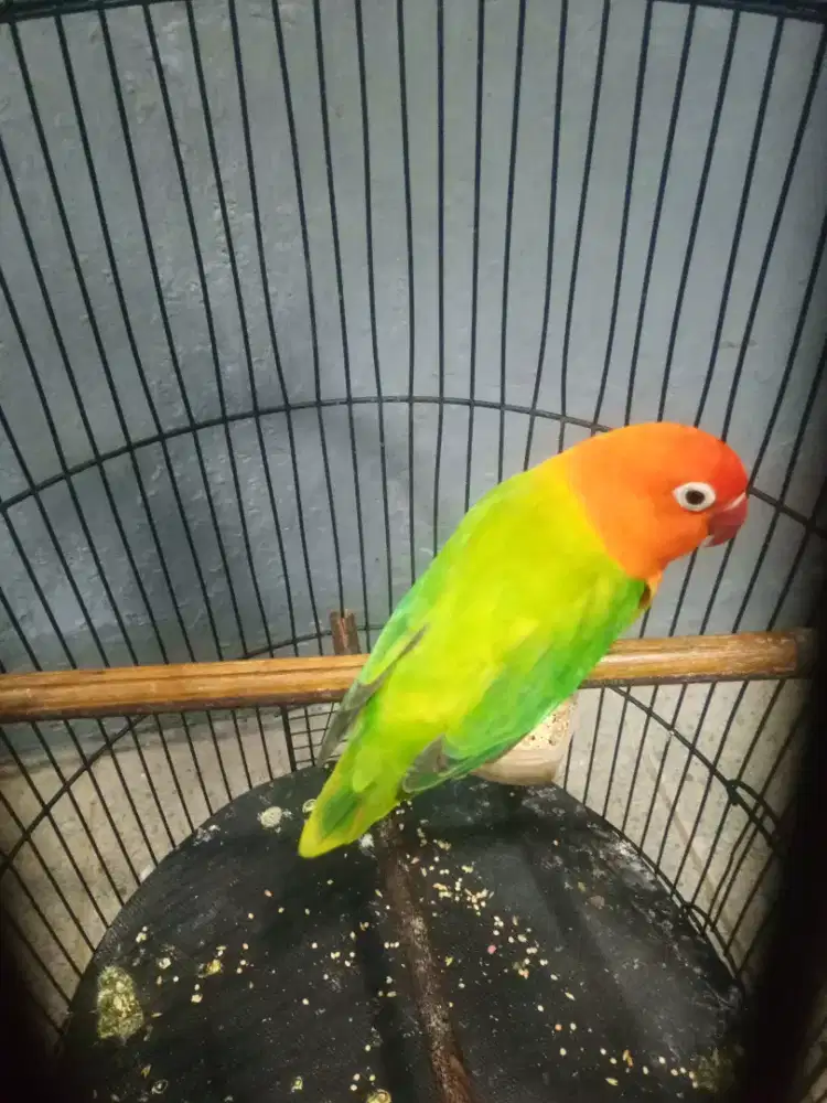 Burung love bird biola green