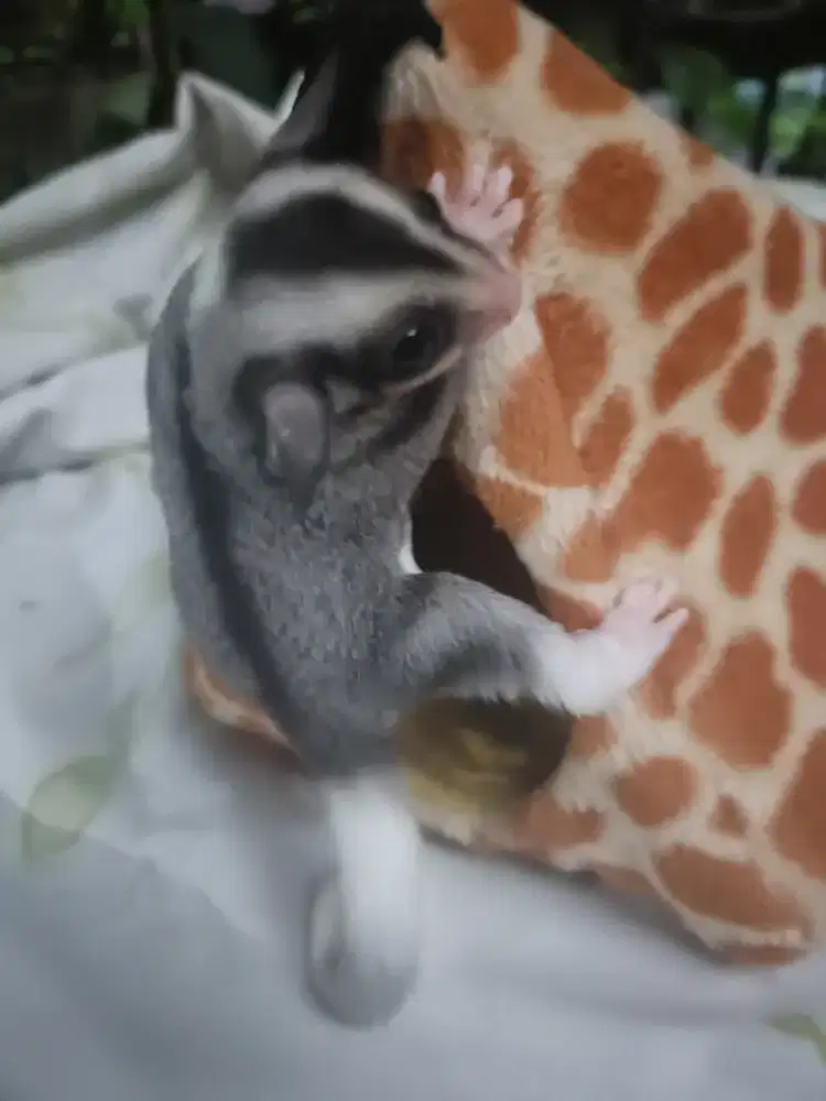 D jual anak sugar glider