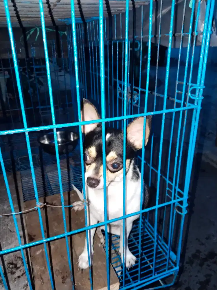 Chihuahua betina 1thn 4 bln non stb, belom pernah lahiran, Rp1jt nego