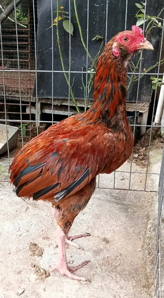 Ayam Jago Tukung Coklat Kemerahan