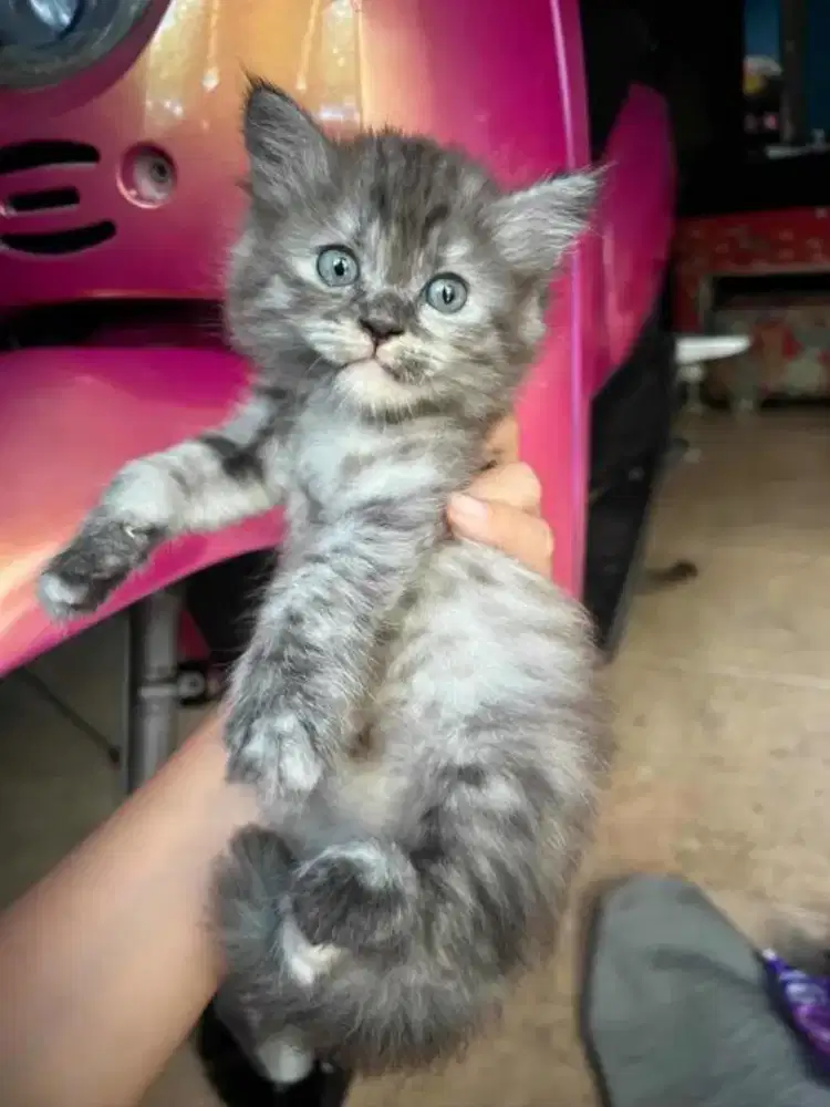 PERSIA SILANGAN HIMALAYA