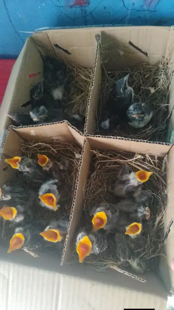 Anakan Burung Kekep Babi