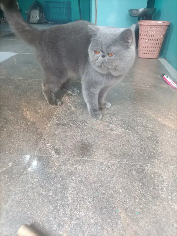 Jantan exo usia 2 tahun