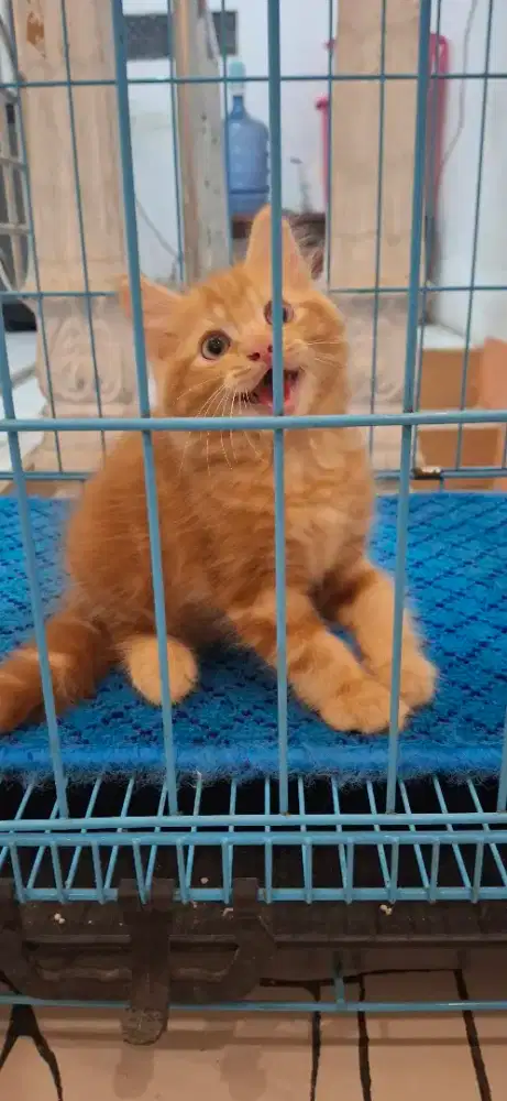 Munchkin NS ( kaki normal)