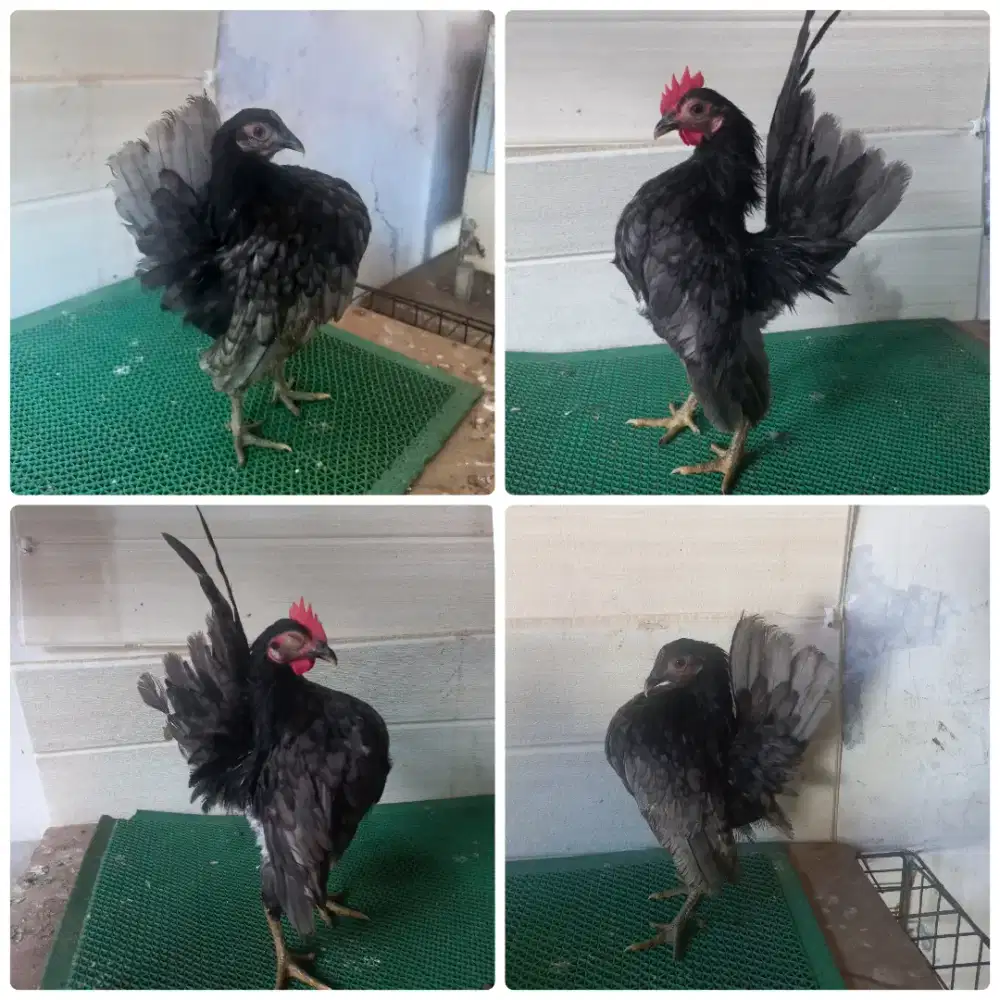 Sepasang serana kelabu