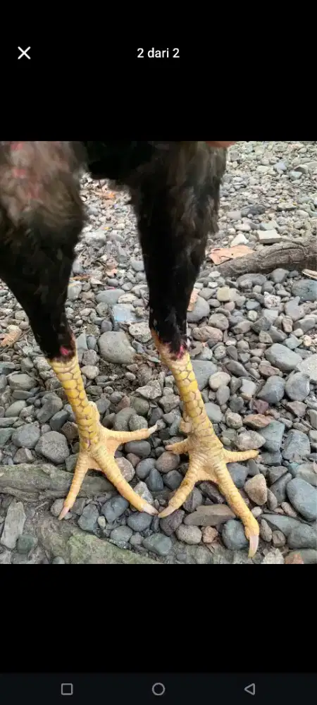 Ayam siam bangkok sisik ubed