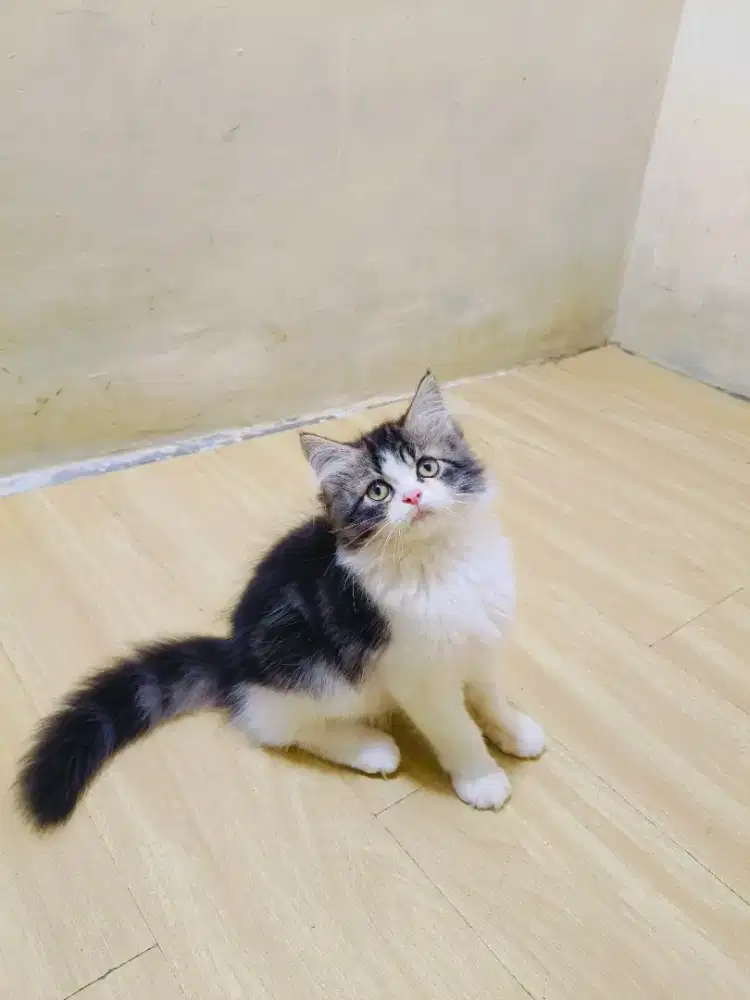 Kitten marble jantan