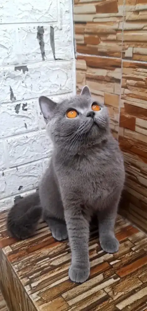 British shorthair Betina